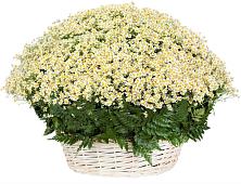 Цветочная композиция из Ромашки в корзине #REPLACE_PRED# Никулино